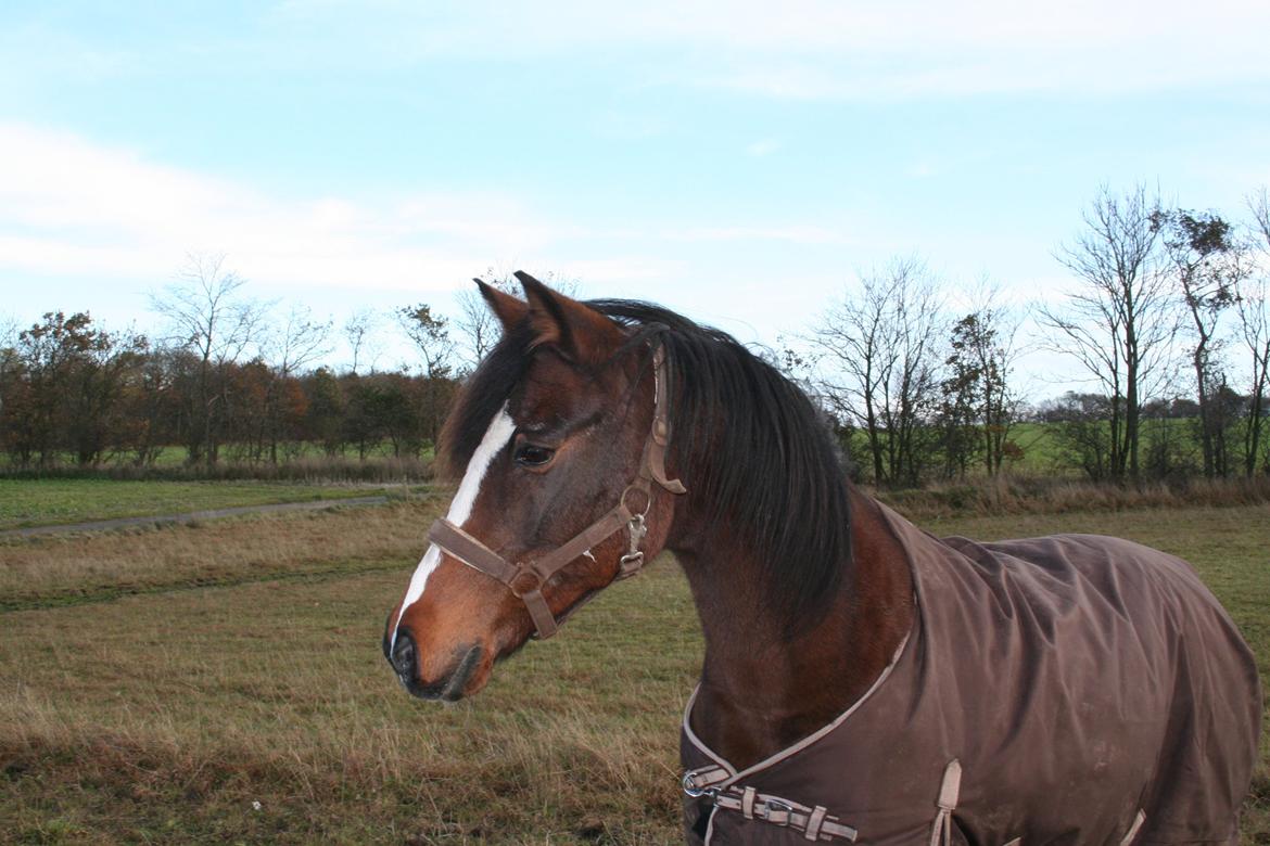 Anden særlig race Smilla billede 11