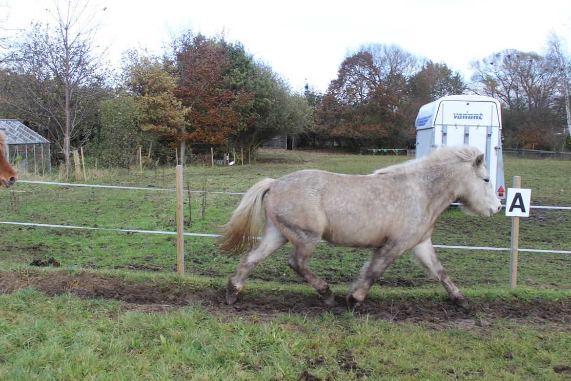 Islænder Nanna fra Hovborg billede 12