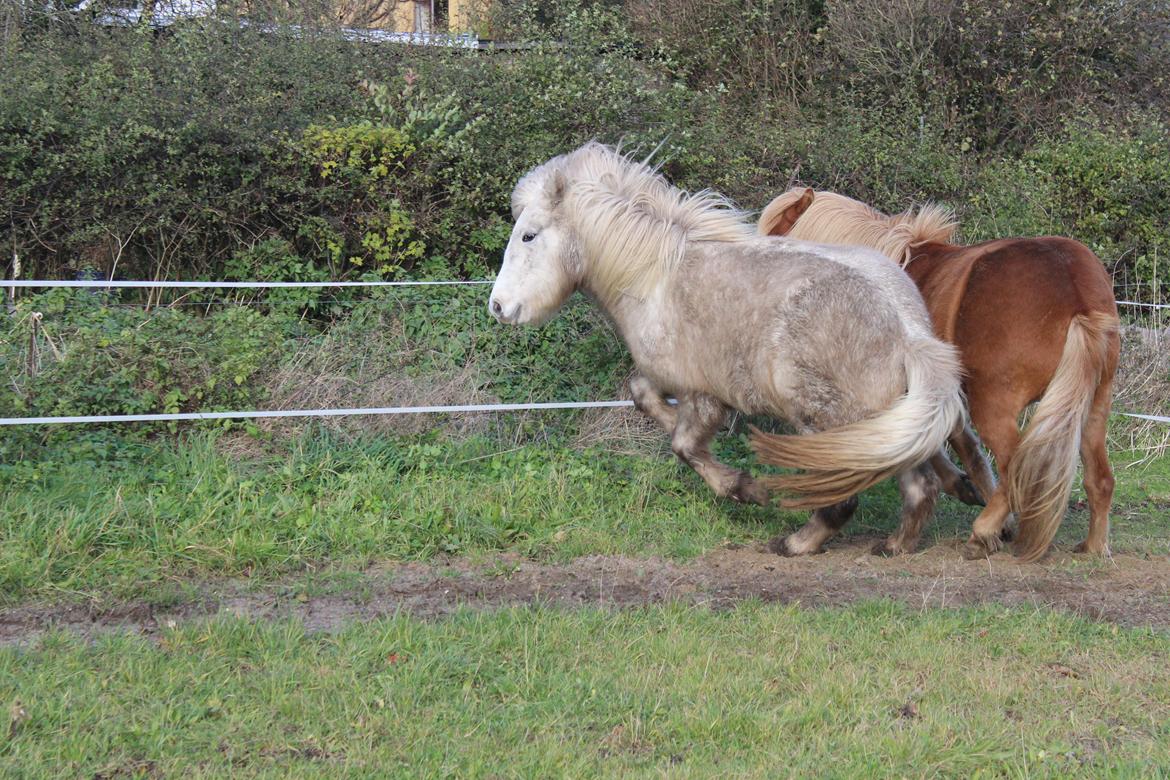 Islænder Nanna fra Hovborg billede 10