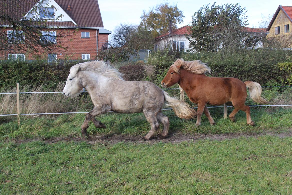 Islænder Nanna fra Hovborg billede 20