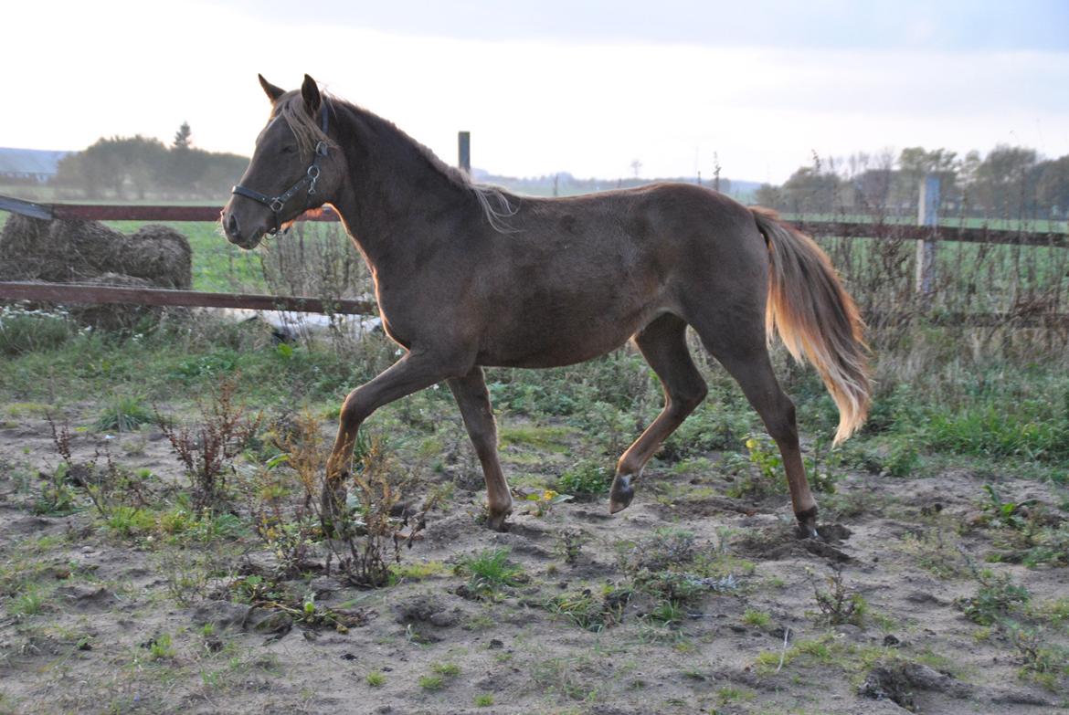 Anden særlig race Lillefix Ever uniqe solgt  - Da jeg var oppe og se hende i okt. 2012 :)  billede 4