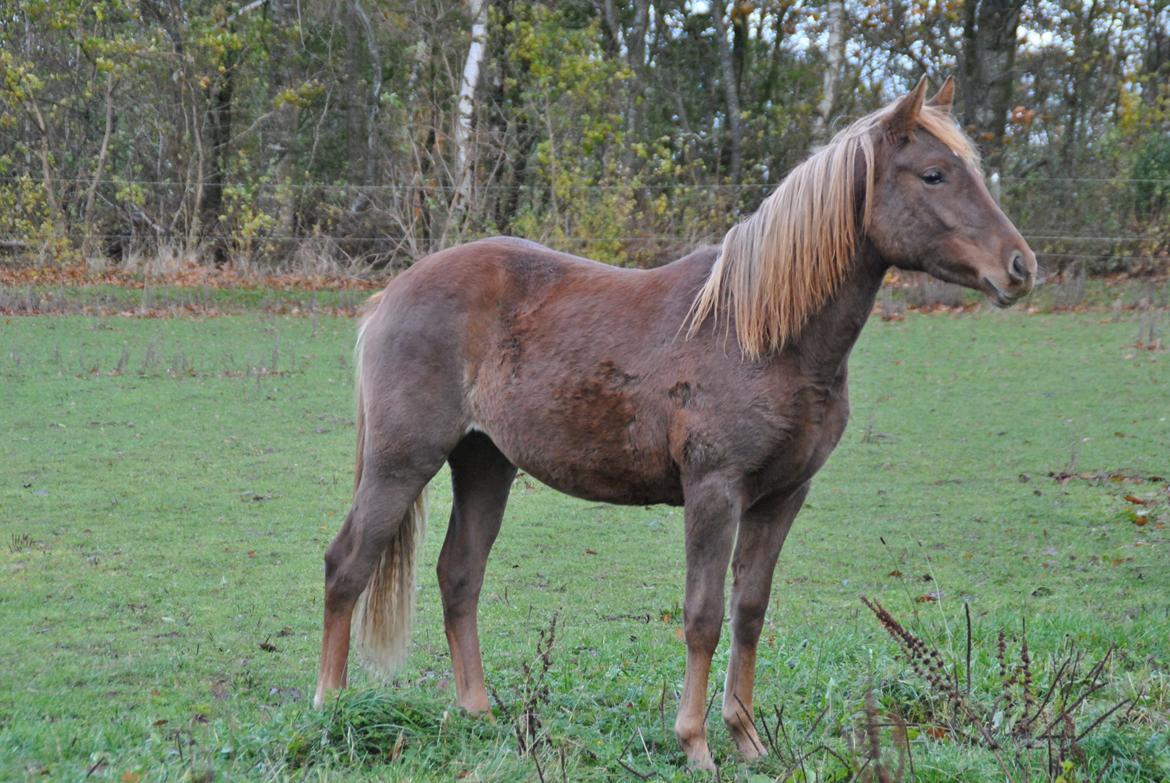 Anden særlig race Lillefix Ever uniqe solgt  - Første gang hun er på fold med de andre. 3/11-2012 billede 5