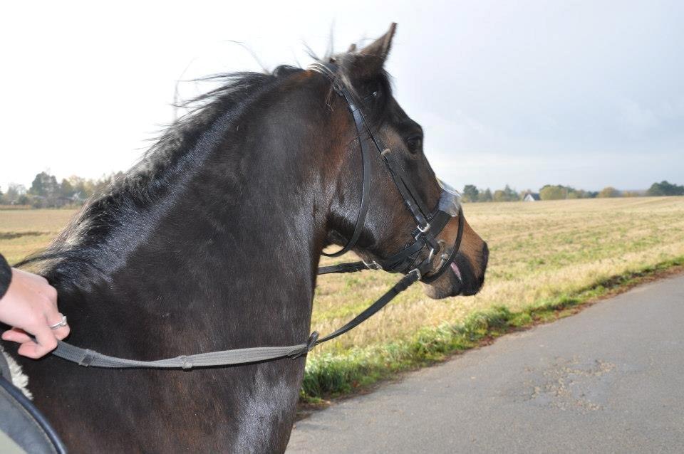 DSP Batman billede 6