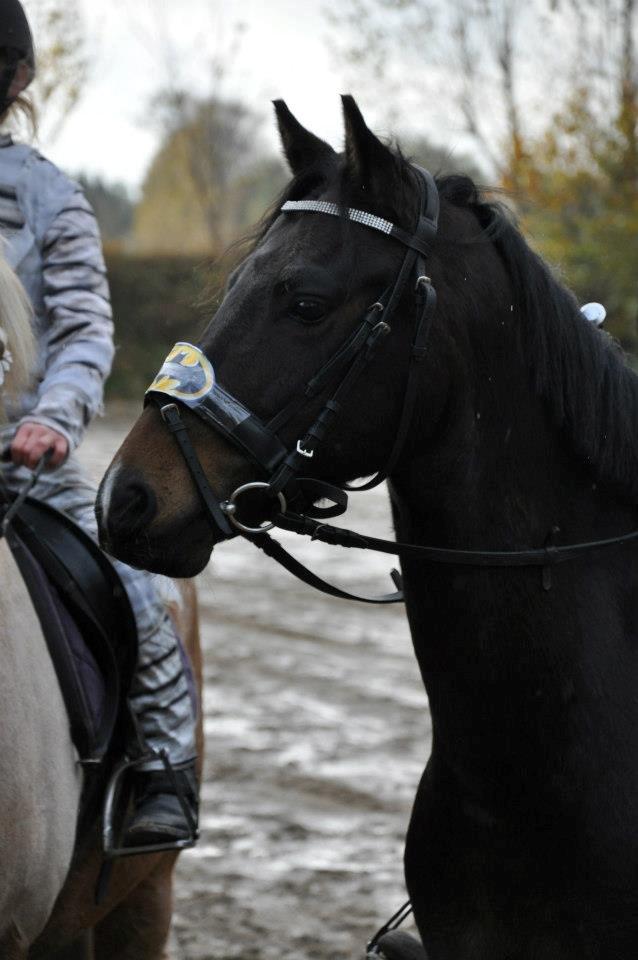 DSP Batman billede 9