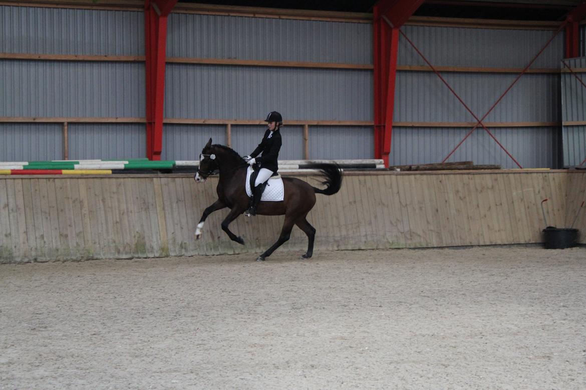 Anden særlig race Bonette  - Galop? Det må jeg da nok sige :-)  billede 10