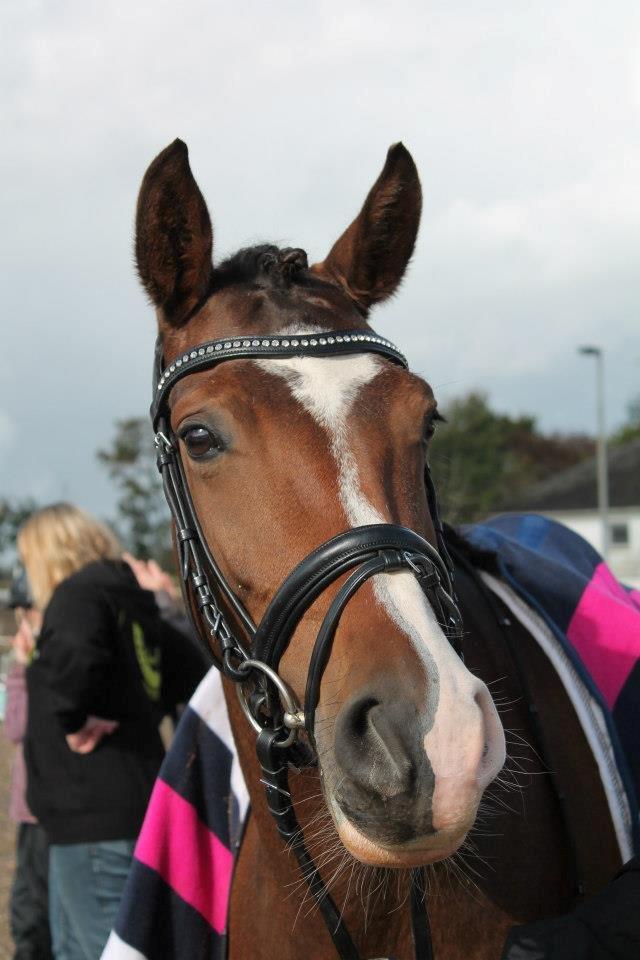 Anden særlig race Bonette  - Min flotte pony! billede 19