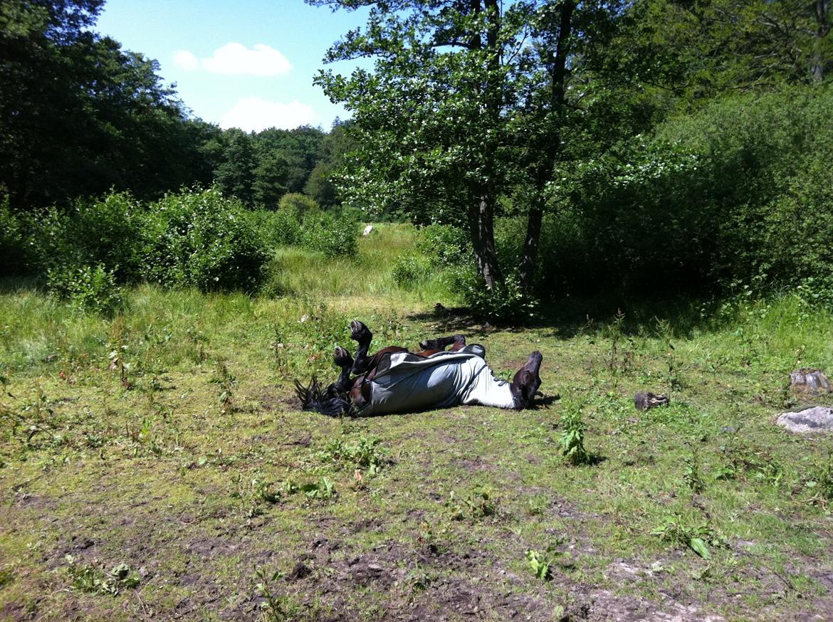 Frieser Zorro billede 2