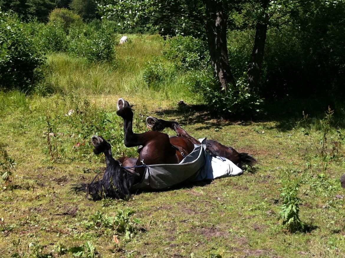 Frieser Zorro billede 3