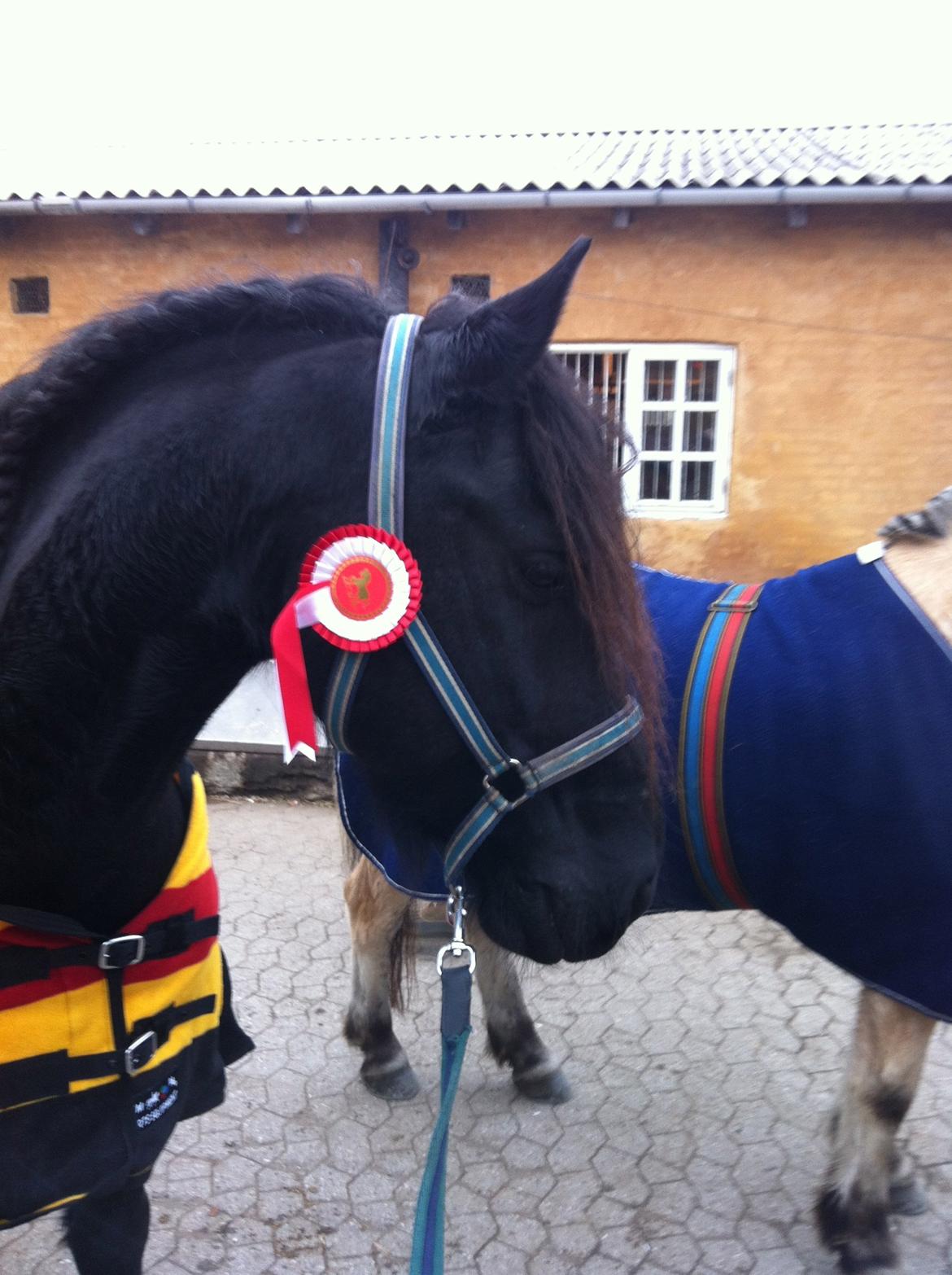 Frieser Zorro - 1. plads i distance :) billede 1