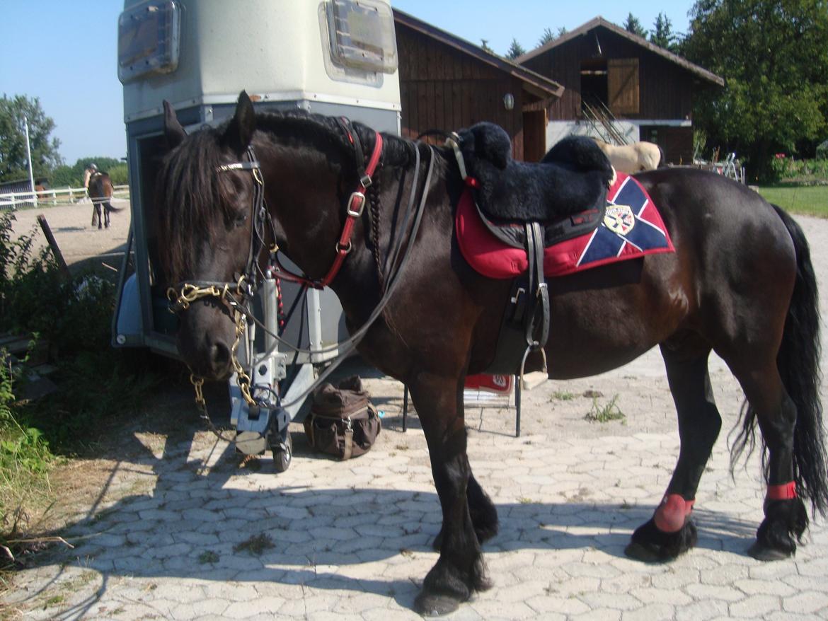 Frieser Zorro billede 4