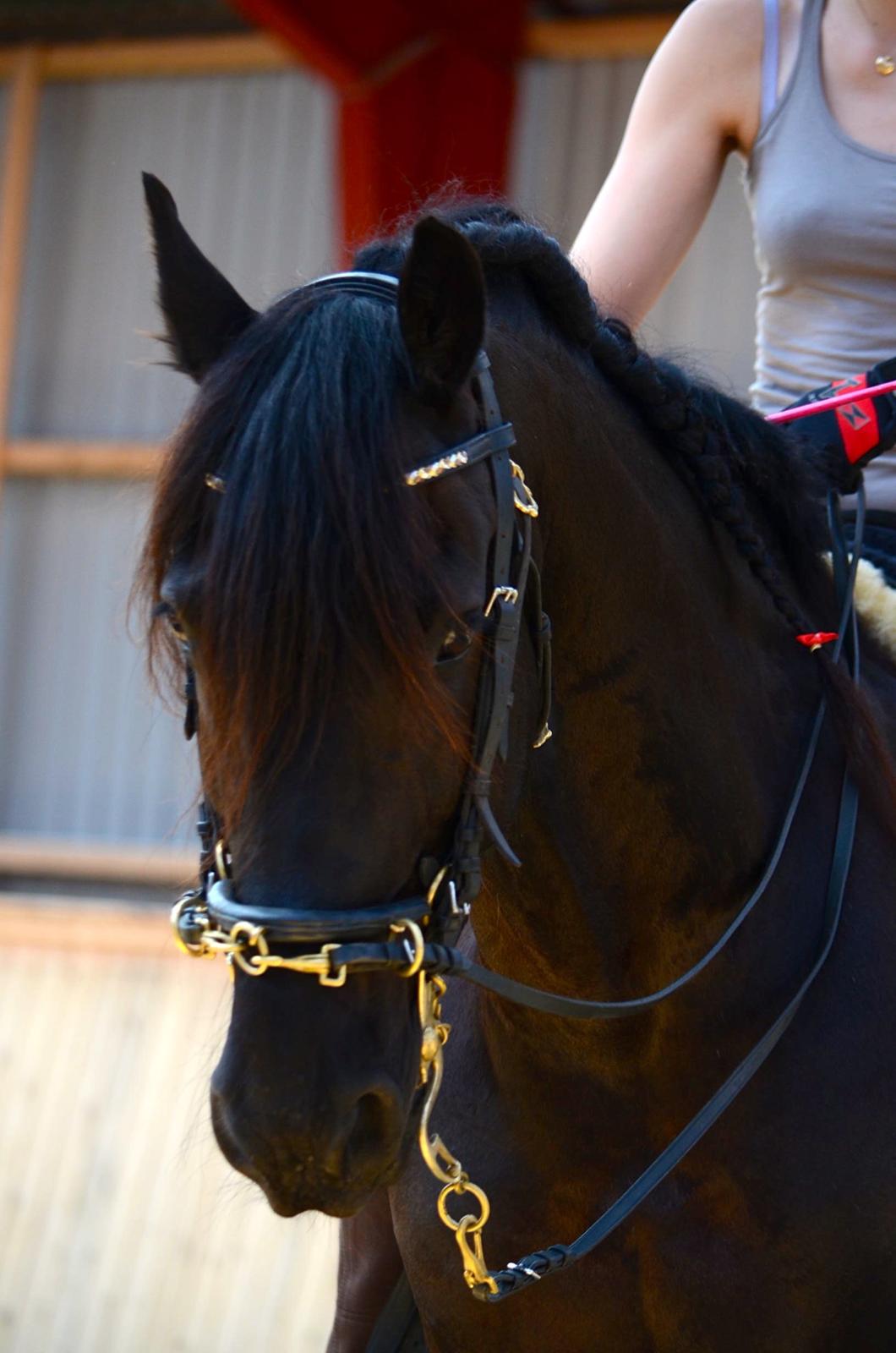 Frieser Zorro - Kursus v. Michelle Wolf uge 30, 2012 billede 6