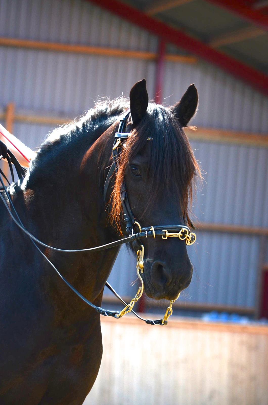 Frieser Zorro - Kursus v. Michelle Wolf uge 30, 2012 billede 7