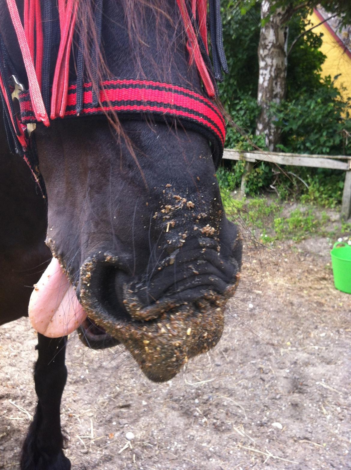 Frieser Zorro - Mums :D billede 10