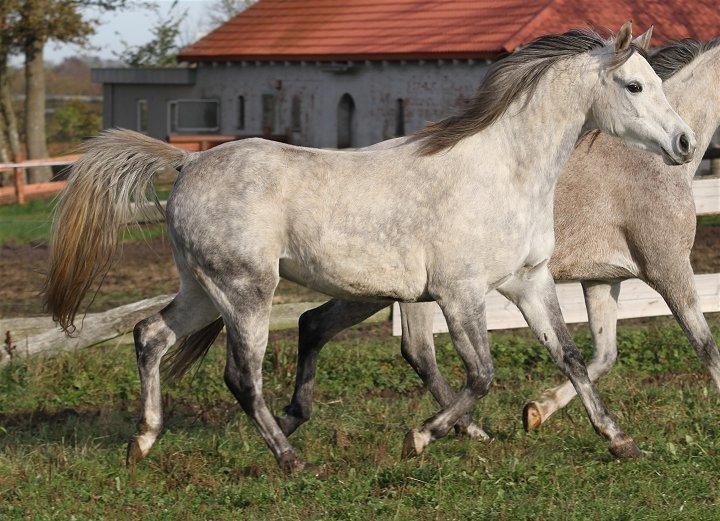 Arabisk fuldblod (OX) Chamsine - SOLGT - billede 6