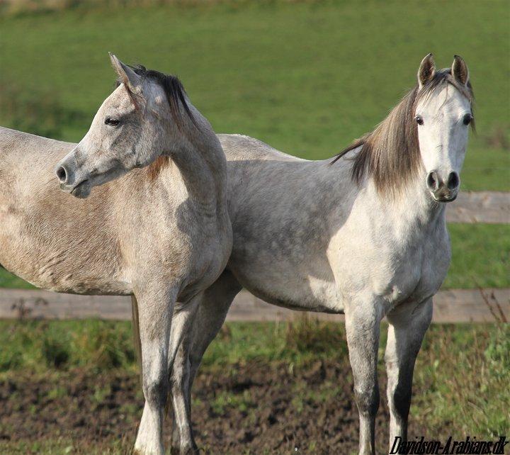 Arabisk fuldblod (OX) Chamsine - SOLGT - billede 7