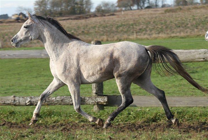Arabisk fuldblod (OX) CA Zazsi - SOLGT - billede 5