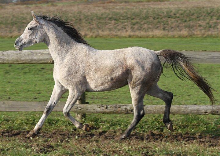 Arabisk fuldblod (OX) CA Zazsi - SOLGT - billede 6