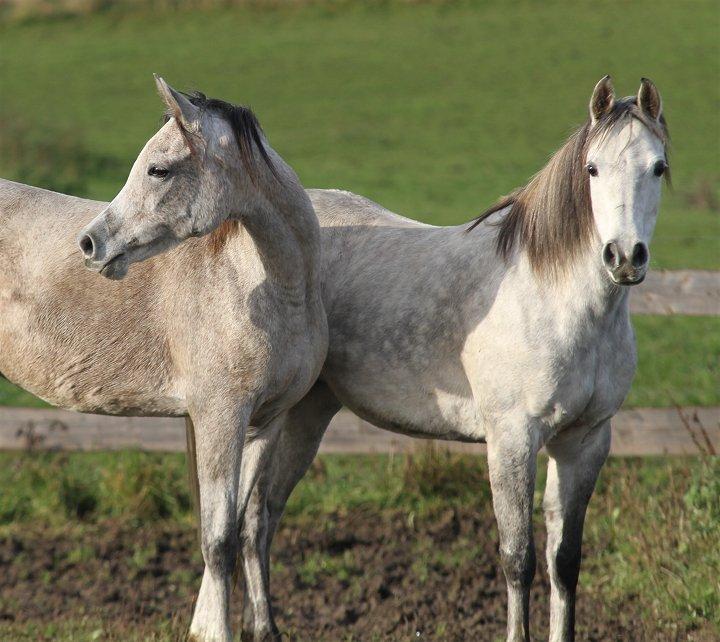 Arabisk fuldblod (OX) CA Zazsi - SOLGT - billede 8