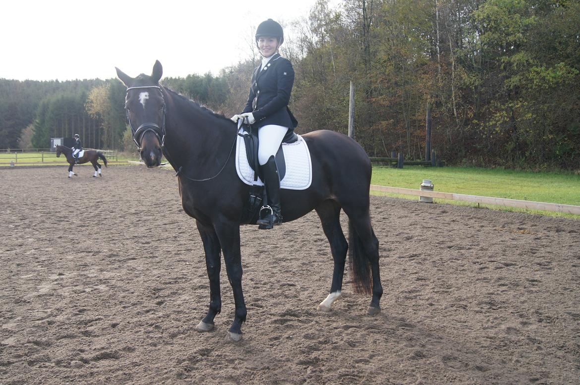 Trakehner Chevalier billede 16