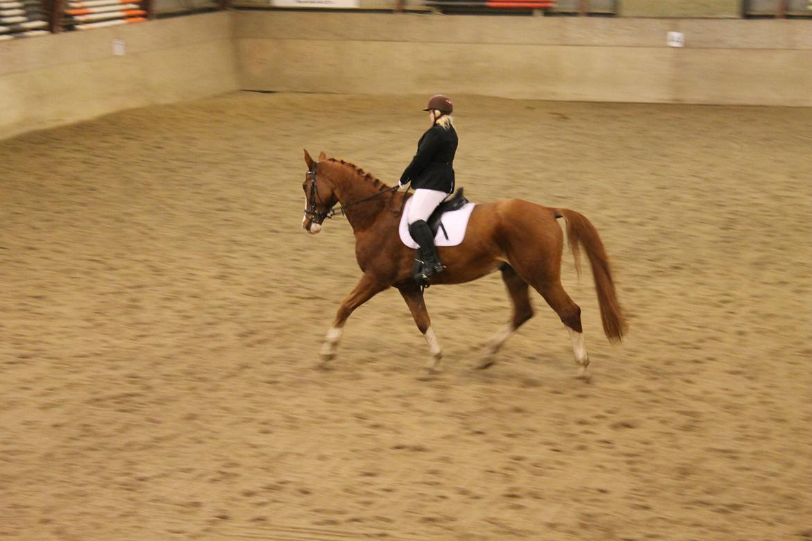 Dansk Varmblod Chilas RIP billede 19