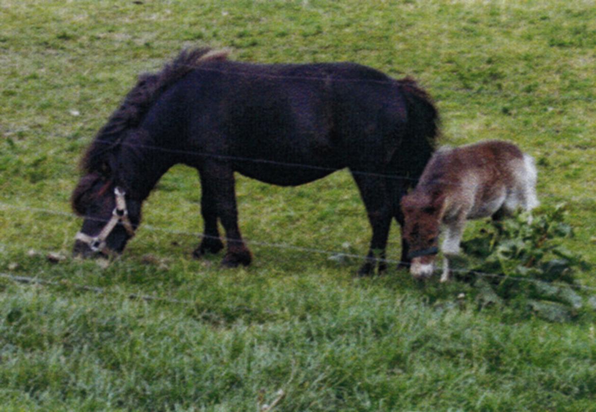 Shetlænder Marley - Marley med mor billede 1