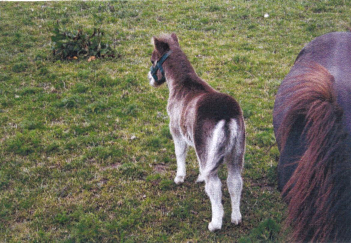 Shetlænder Marley billede 2