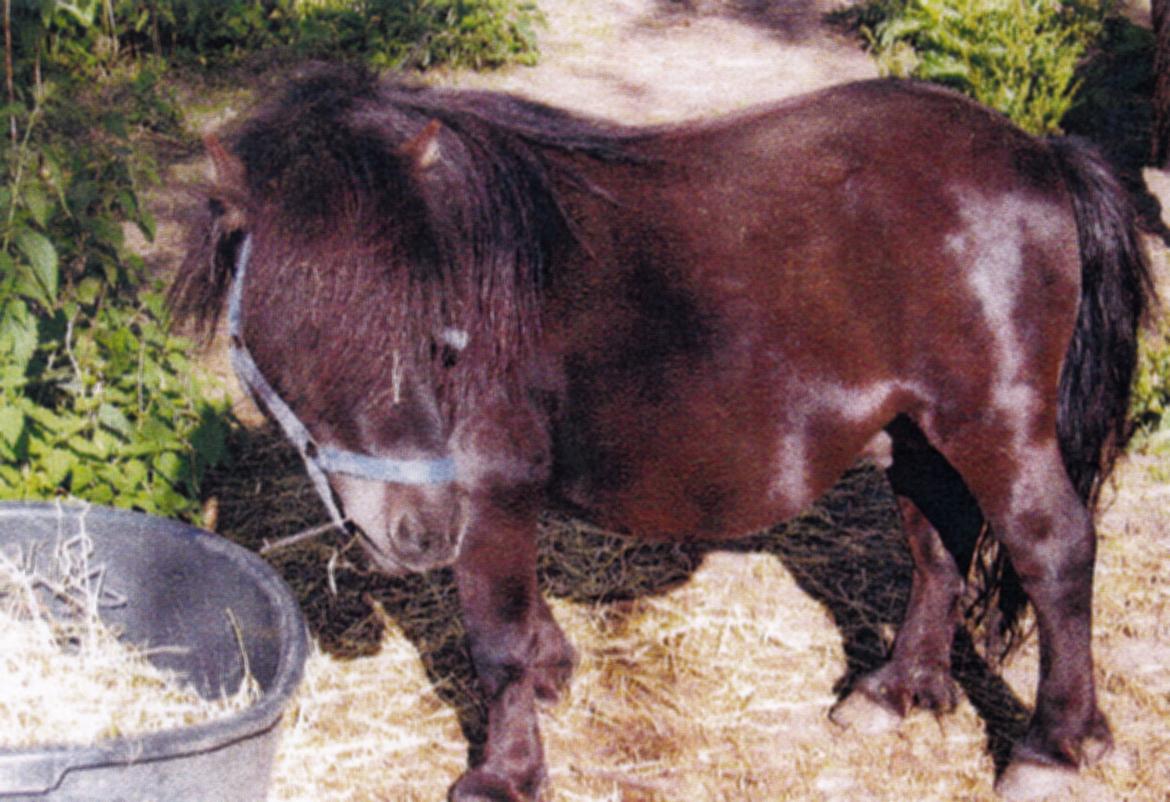 Shetlænder Marley - Marley's far billede 3