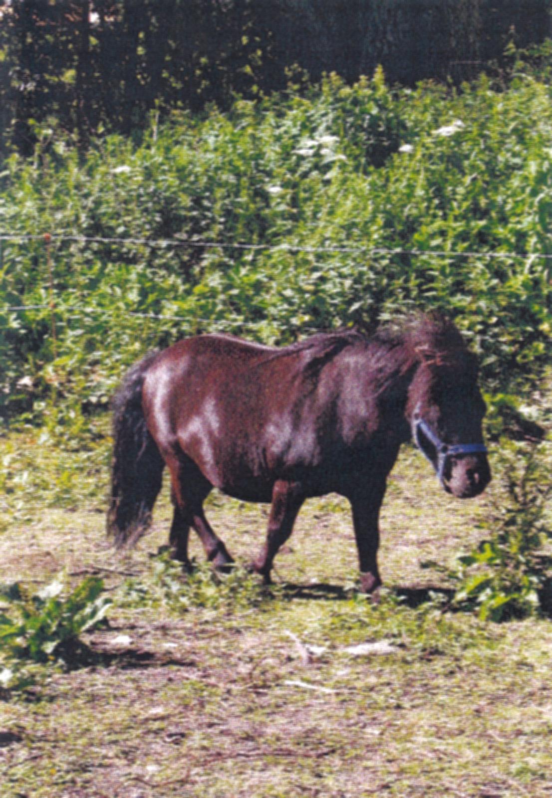 Shetlænder Marley - Marley's far billede 4