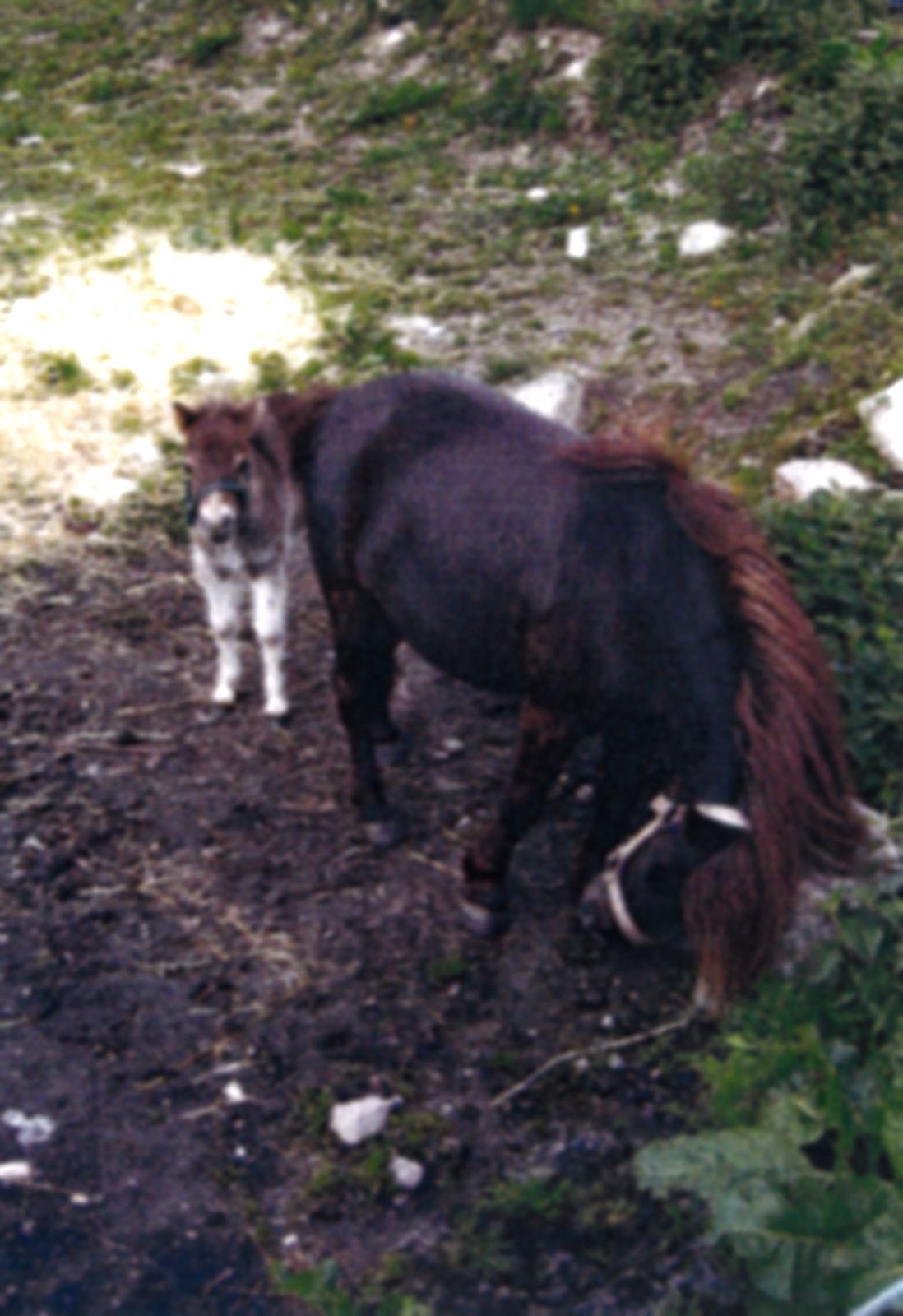 Shetlænder Marley billede 5