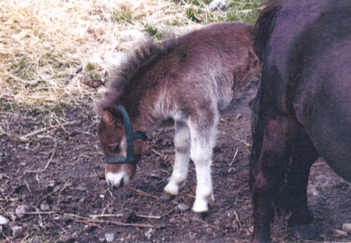 Shetlænder Marley billede 6