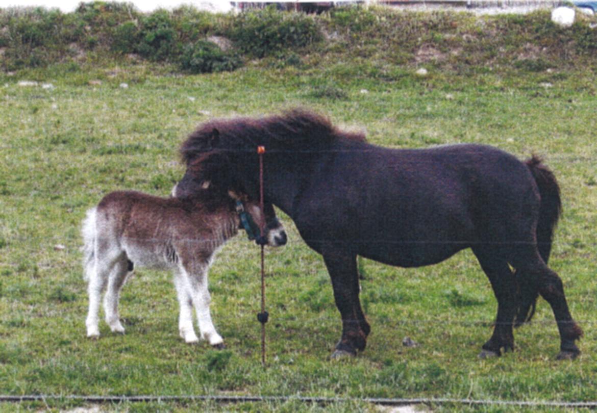 Shetlænder Marley billede 7