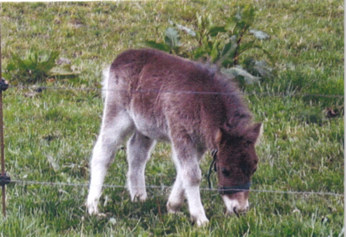 Shetlænder Marley billede 8