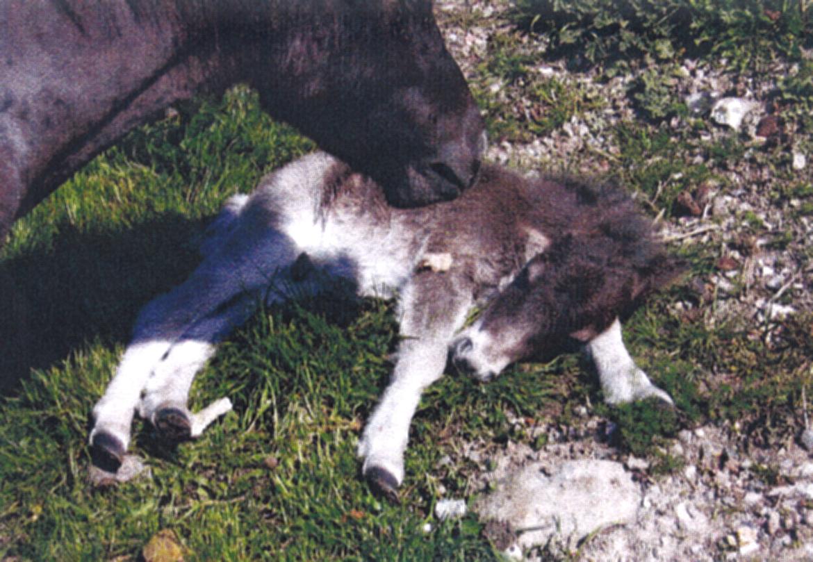 Shetlænder Marley billede 9