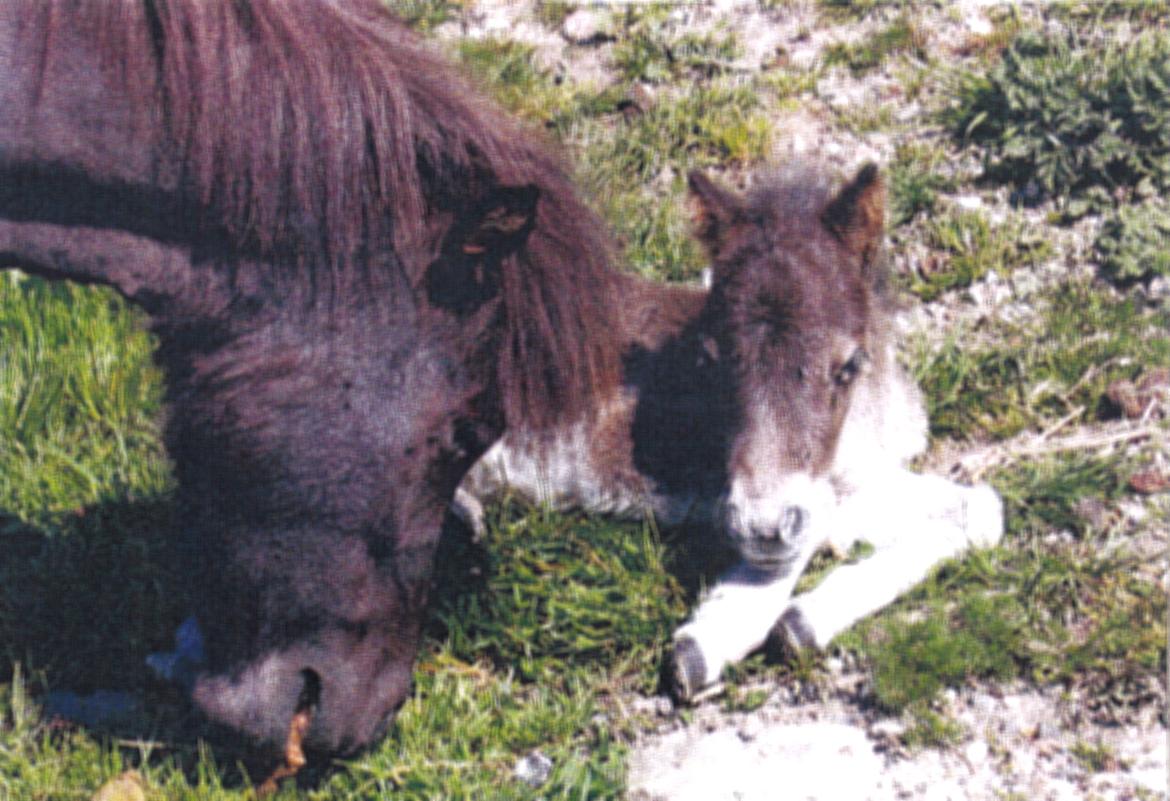 Shetlænder Marley billede 10