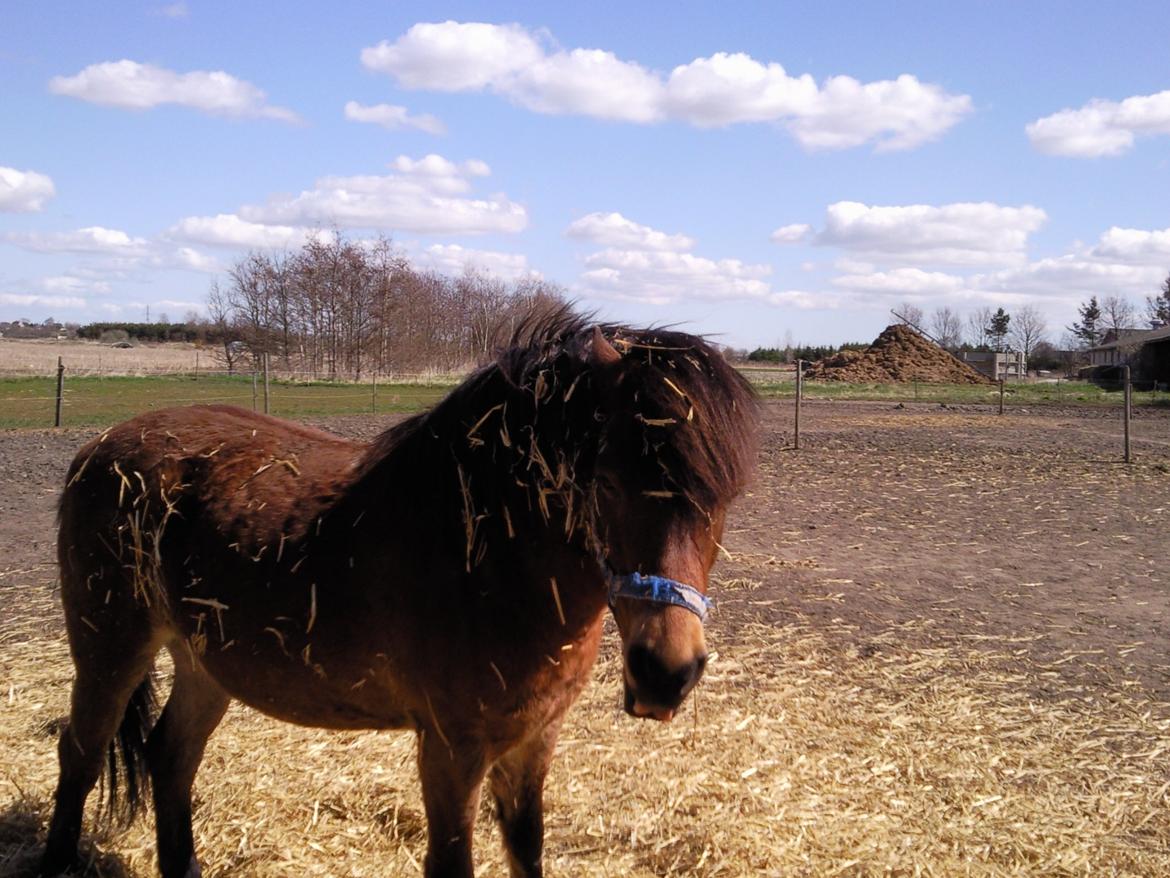Gotlandsruss Tarpan's  Ikon R.I.P - ikon efter træning  billede 17