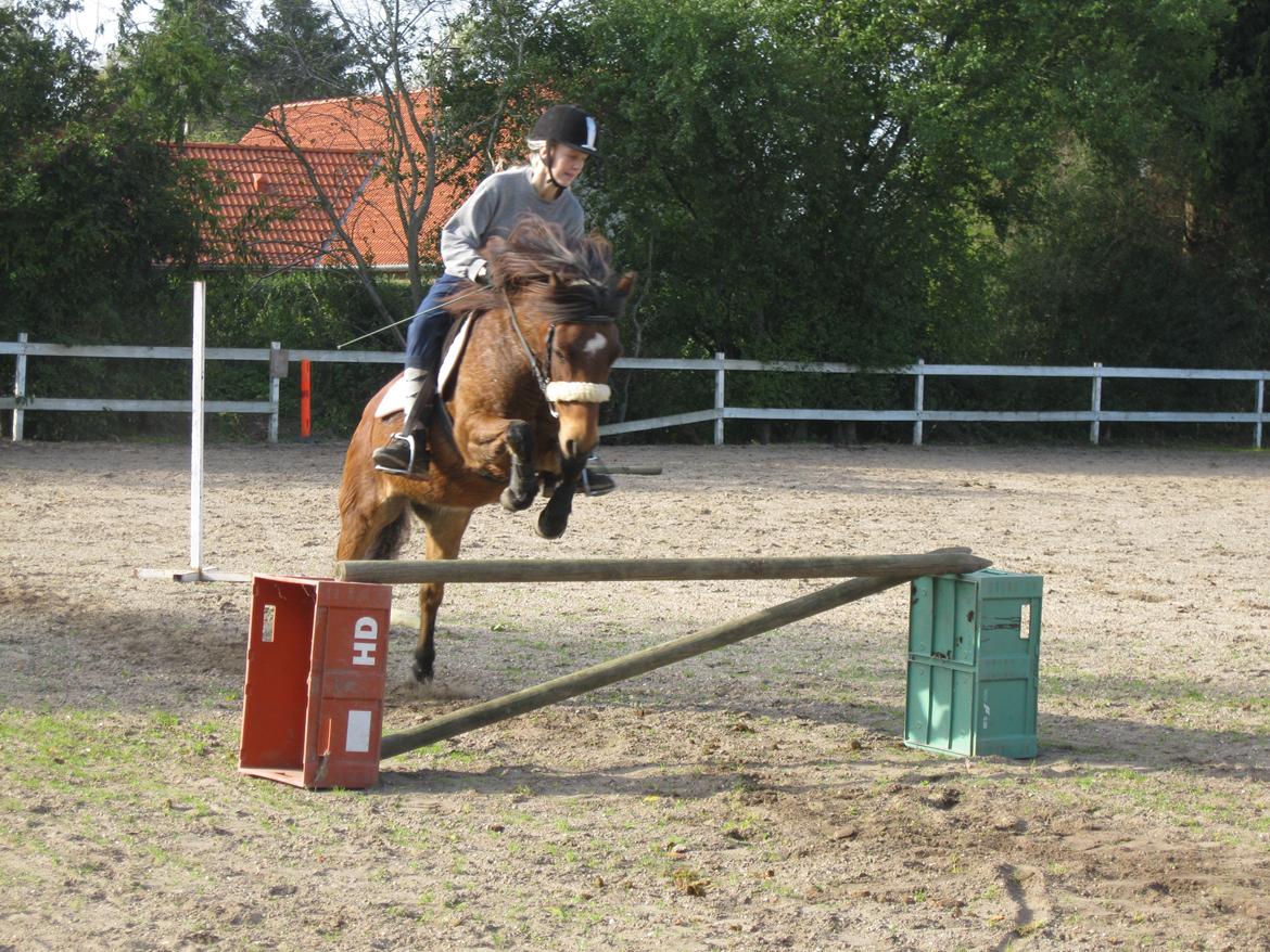 Gotlandsruss Tarpan's  Ikon R.I.P - :D :D elskede at springe billede 19