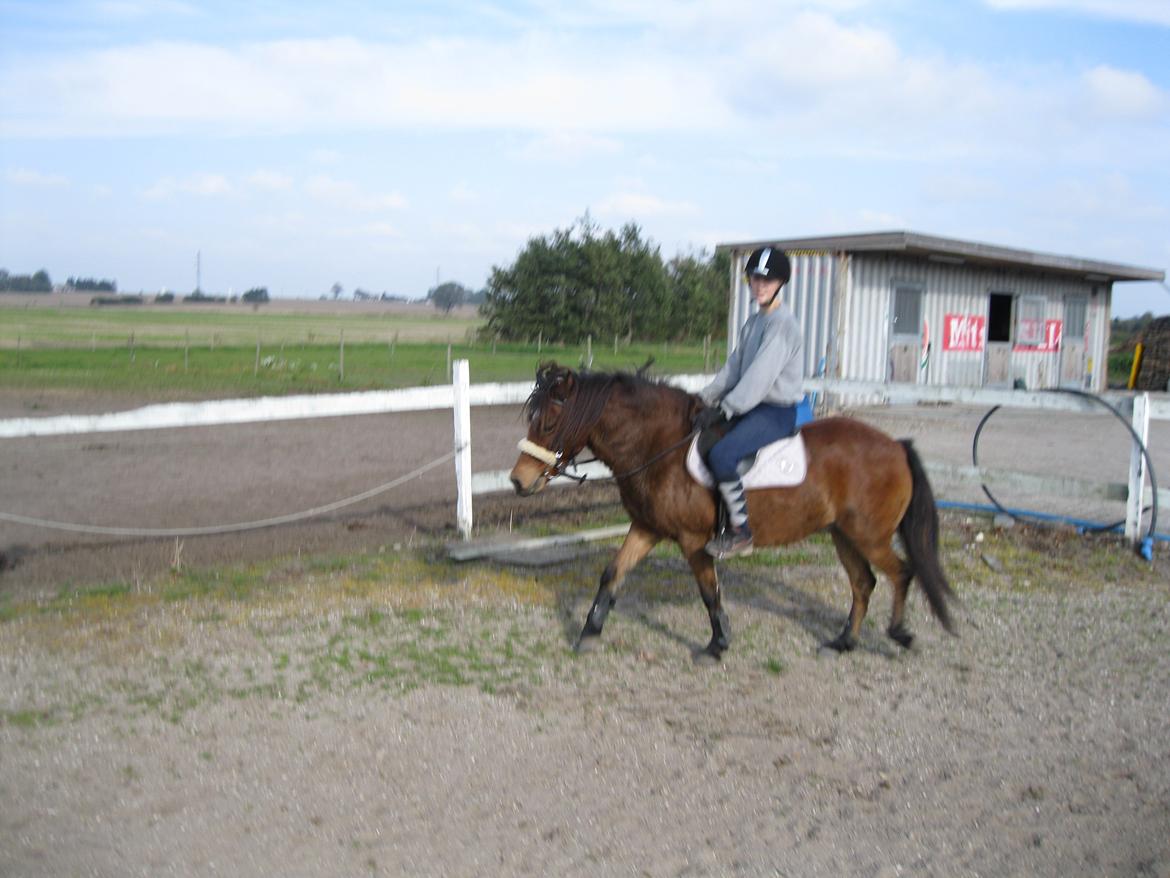 Gotlandsruss Tarpan's  Ikon R.I.P billede 20