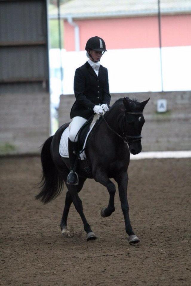 New Forest Calandias Avalanche (Caval) - 5 års championat okt. 2012 billede 16