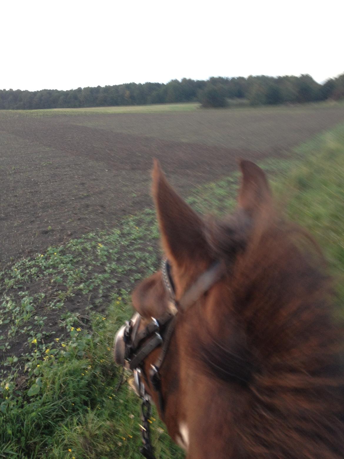 Pinto Handson/Flødebollen<3 - elsker ham bare<3 billede 10