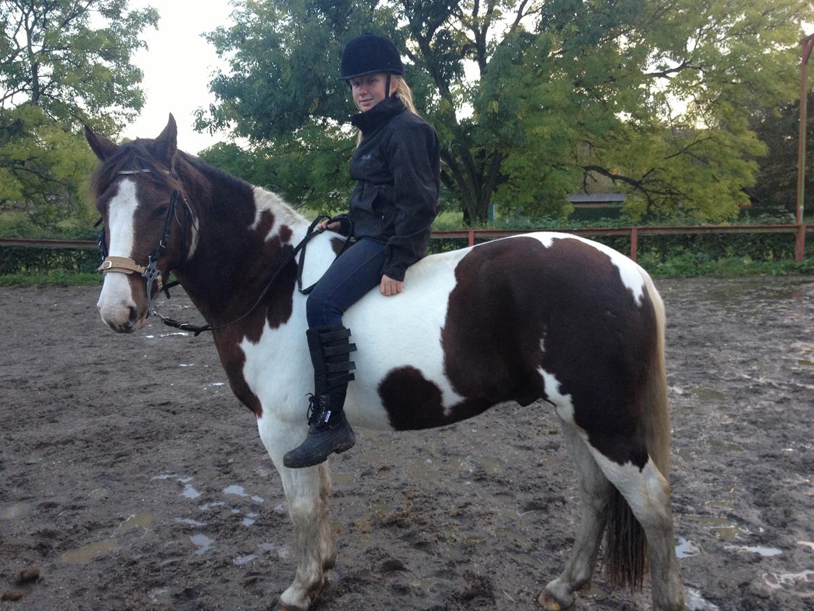 Pinto Handson/Flødebollen<3 - Første gang uden sadel og første gang med hackamore<3 billede 11