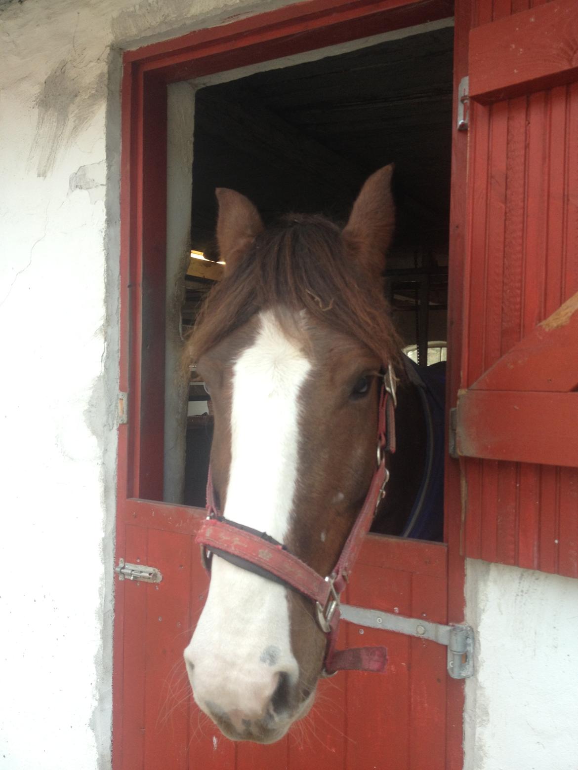 Pinto Handson/Flødebollen<3 - lille pruhest<3 billede 13