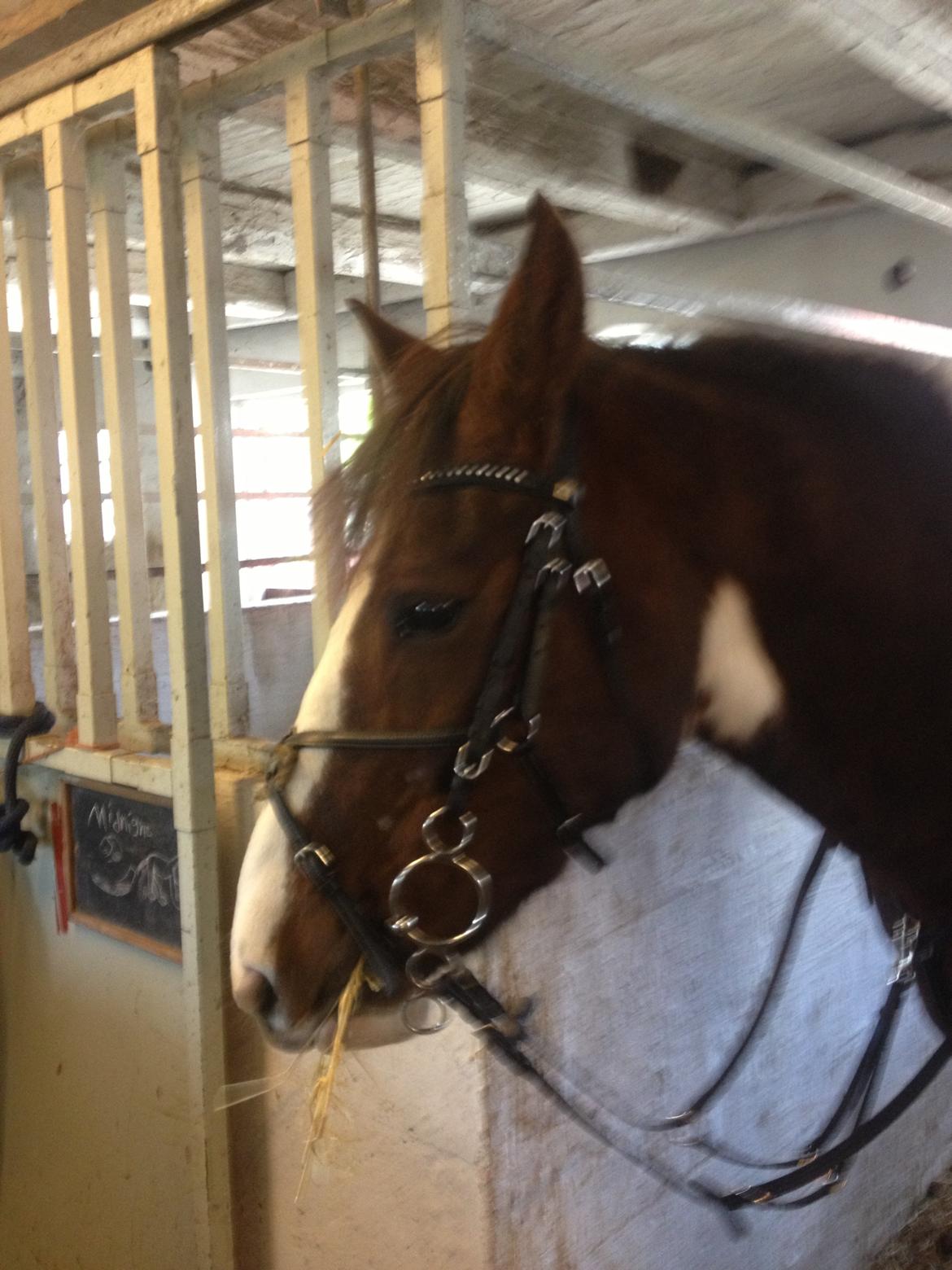 Pinto Handson/Flødebollen<3 - på vej ud på tur<3  billede 14