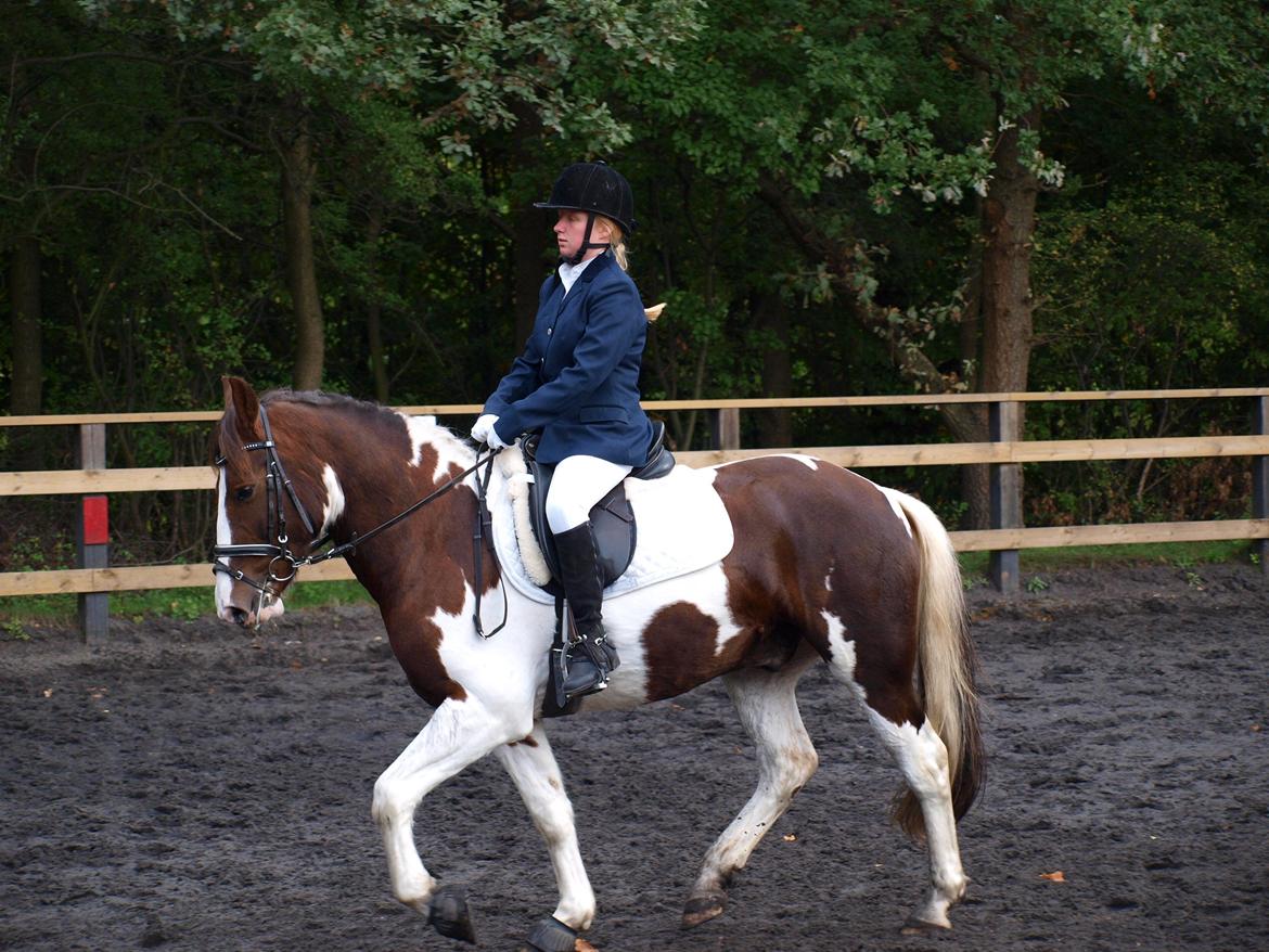 Pinto Handson/Flødebollen<3 - vores første stævne i en LC 2 billede 19