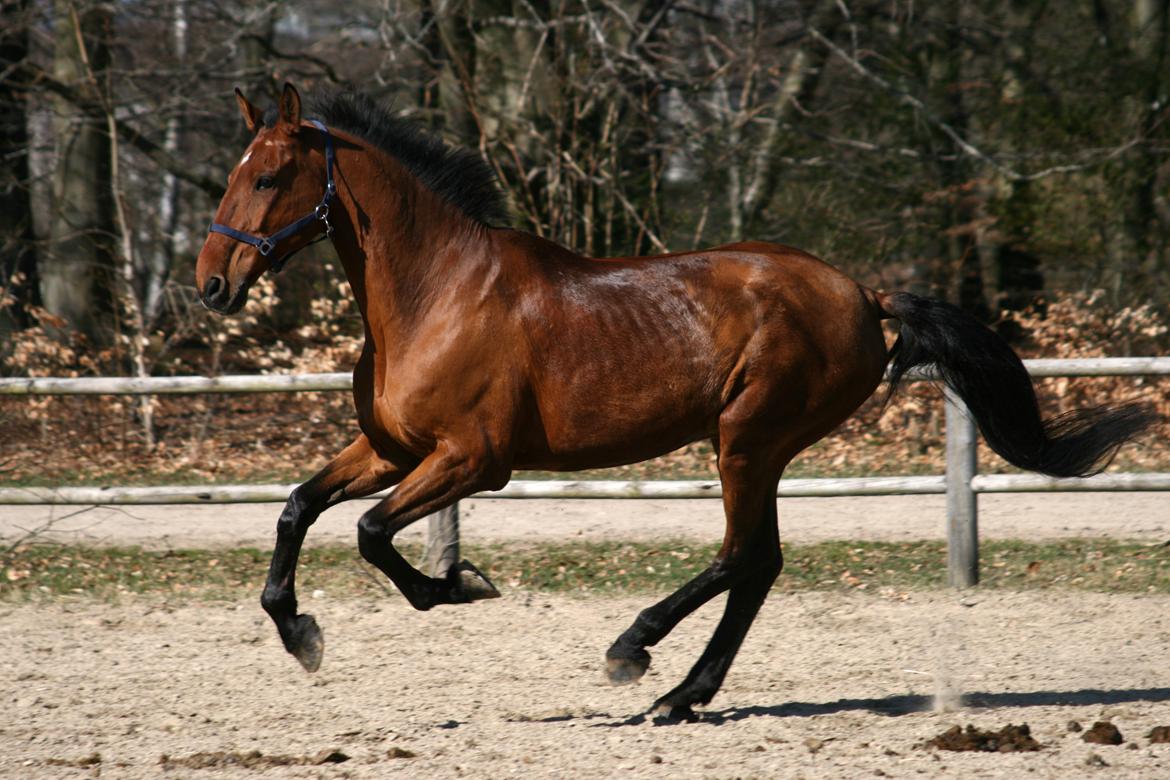 Dansk Varmblod Bøgegårdens Lands-River (Lancelot) - Foråret 2012. Foto: Janie Sparrow billede 4