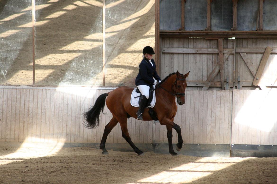 Dansk Varmblod Bøgegårdens Lands-River (Lancelot) - LC1, juni 2012. foto: Maibritt U. billede 5