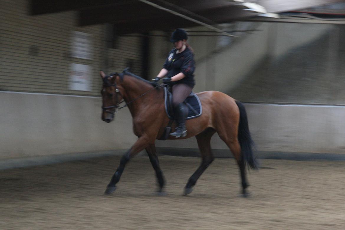 Dansk Varmblod Bøgegårdens Lands-River (Lancelot) - Da Lancelot var mit plejebarn i to uger, mens ejer var på ferie. Foto: Maibritt U. billede 6