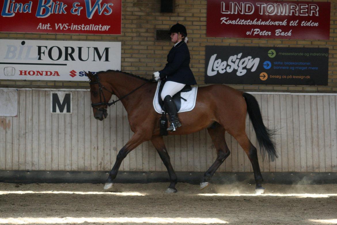 Dansk Varmblod Bøgegårdens Lands-River (Lancelot) - LC1, juni 2012. Foto: Maibritt U. billede 7