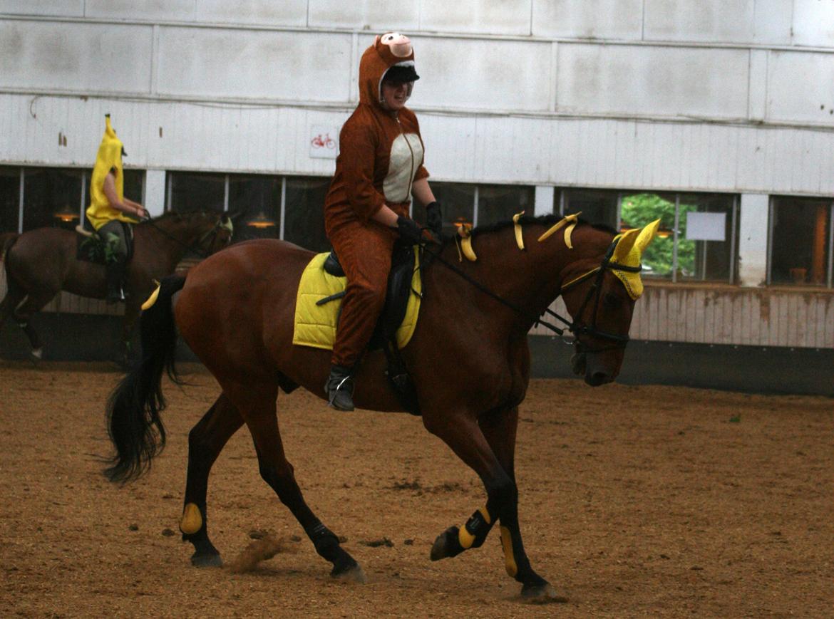 Dansk Varmblod Bøgegårdens Lands-River (Lancelot) - Smukke bananhest! :P Foto: Birthe billede 8