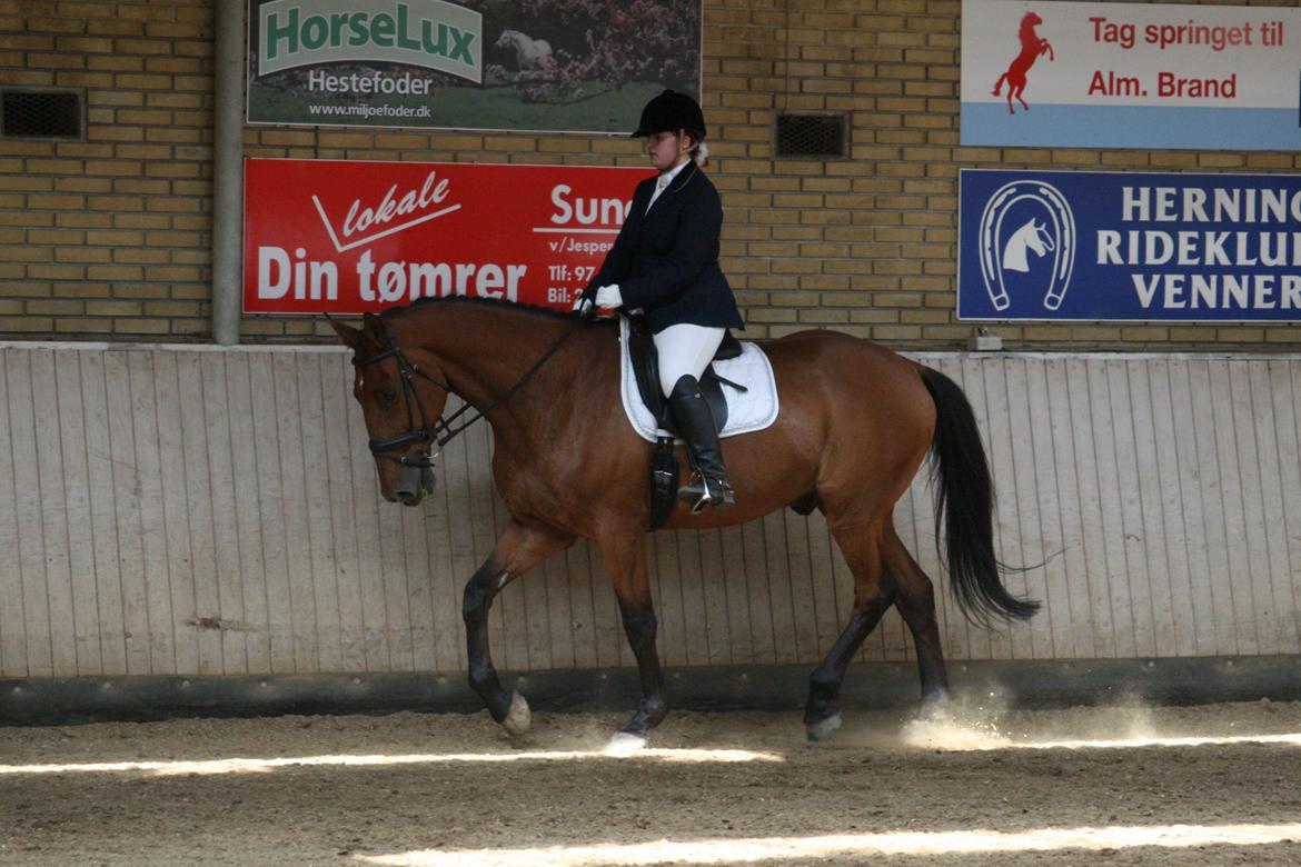Dansk Varmblod Bøgegårdens Lands-River (Lancelot) - LC1, juni 2012. Foto: Maibritt U. billede 10