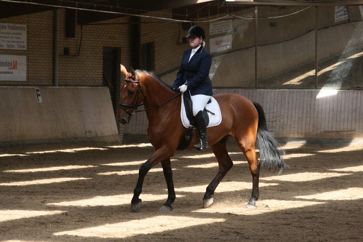 Dansk Varmblod Bøgegårdens Lands-River (Lancelot) - LC1, juni 2012. Foto: Maibritt U. billede 11